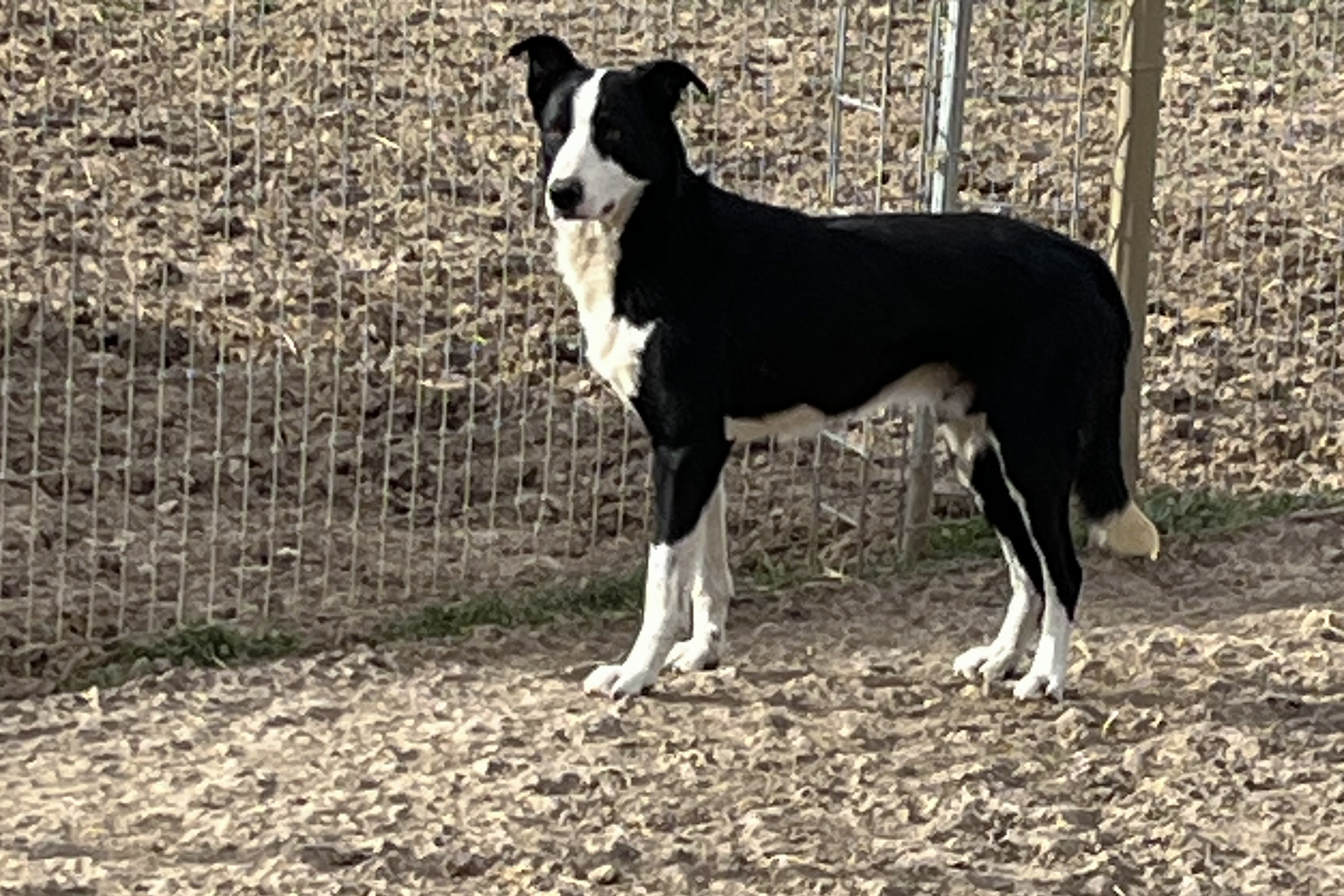 Our Border Collie: KSS MC Bossman