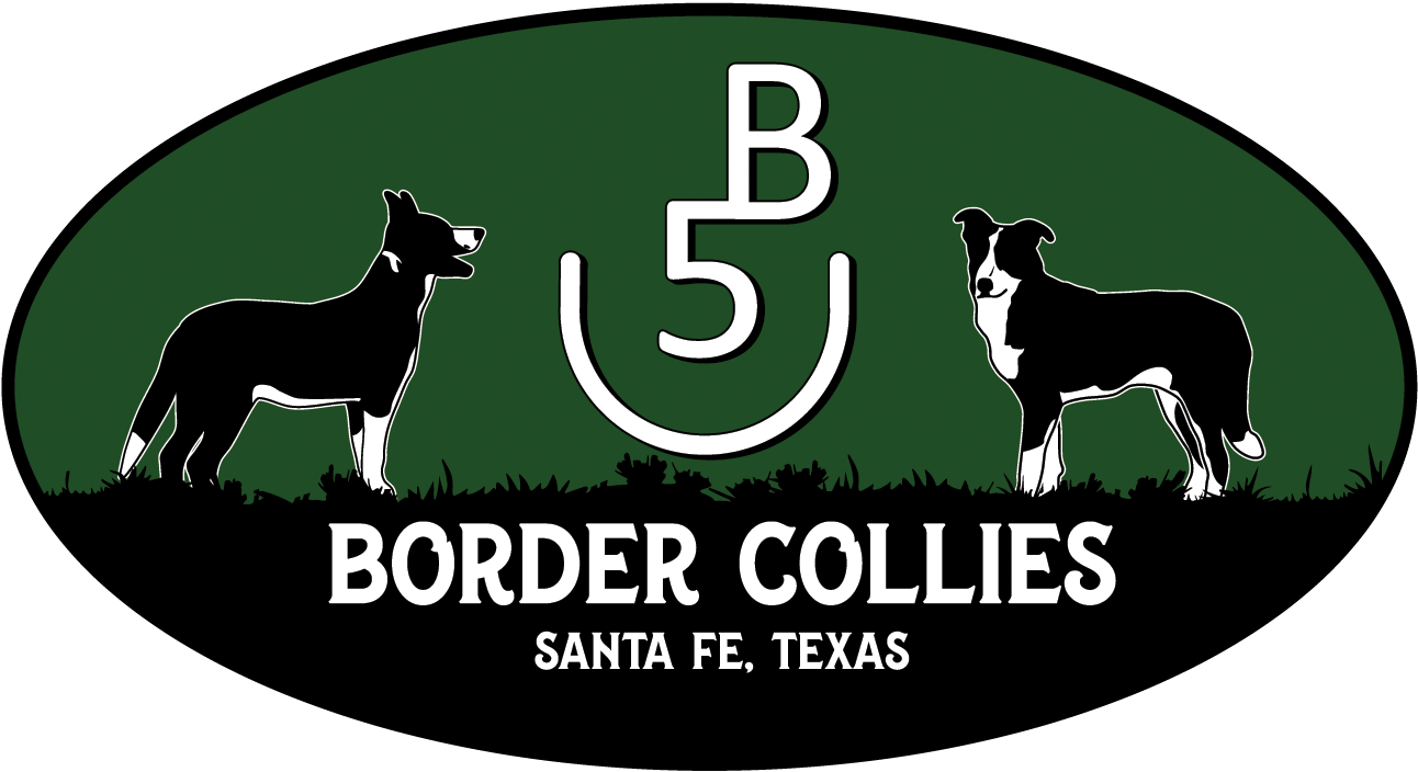 Texas Border Collies